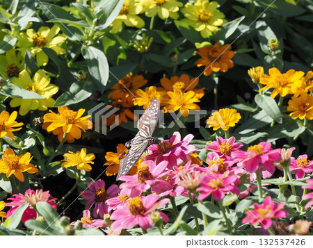 照片中一隻蝴蝶展開雙翼，旁邊是一朵花。 132537426