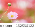 Soft and cute cosmos on a red background 132538122