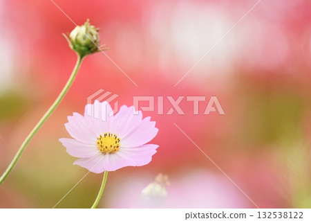 Soft and cute cosmos on a red background 132538122