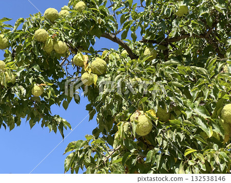 Osage orange tree (lat.- Maclura pomifera) Osage orange tree (lat.- Maclura pomifera) 132538146