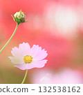 Soft and cute cosmos on a red background 132538162