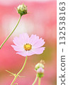 Soft and cute cosmos on a red background 132538163