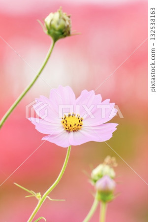 紅色背景上的柔和可愛的波斯菊 132538163