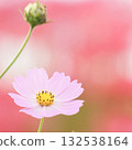 Soft and cute cosmos on a red background 132538164