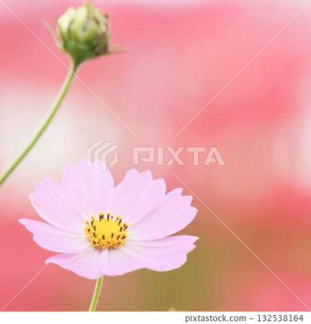 紅色背景上的柔和可愛的波斯菊 132538164