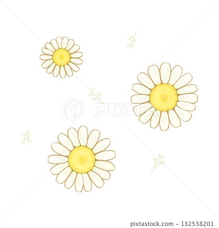 Illustration of chamomile Illustration of chamomile 132538201