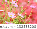 Soft and cute cosmos on a red background 132538208