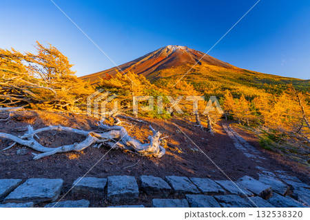 [Yamanashi Prefecture] Mount Fuji - First snow on the ground and autumn leaves in the inner garden - Evening view 132538320
