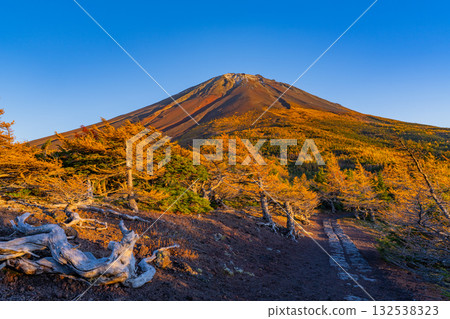[Yamanashi Prefecture] Mount Fuji - First snow on the ground and autumn leaves in the inner garden - Evening view 132538323