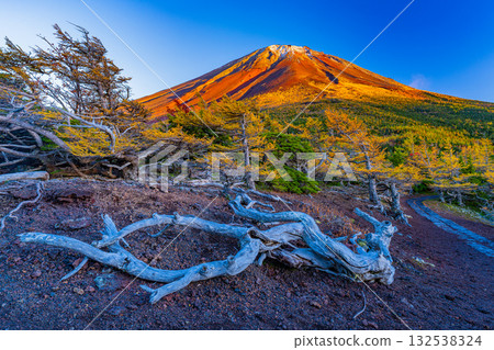 【山梨縣】富士山-初雪覆蓋大地,內庭落葉繽紛-傍晚景色 【山梨縣】富士山-初雪覆蓋大地,內庭落葉繽紛-傍晚景色 132538324