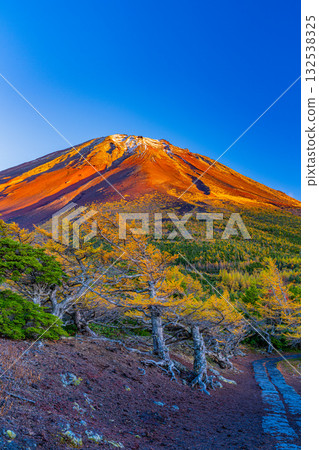 [Yamanashi Prefecture] Mount Fuji - First snow on the ground and autumn leaves in the inner garden - Evening view 132538325