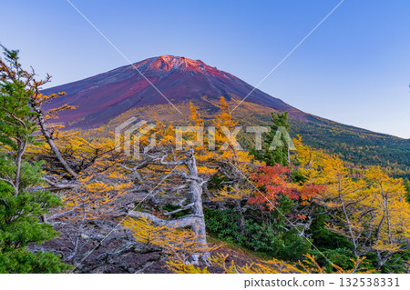 【山梨縣】富士山－初雪覆蓋大地，內庭落葉繽紛－傍晚景色 132538331