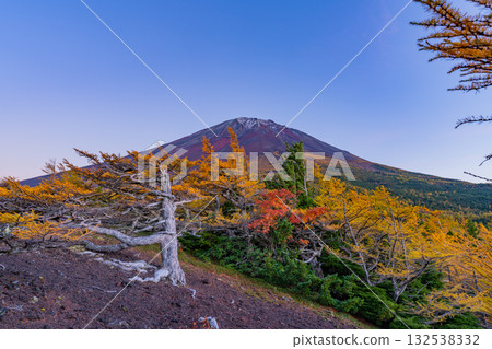 【山梨縣】富士山－初雪覆蓋大地，內庭落葉繽紛－傍晚景色 132538332