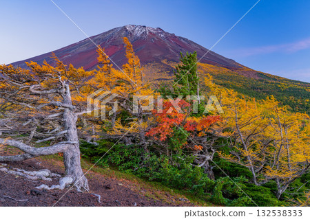 [Yamanashi Prefecture] Mount Fuji - First snow on the ground and autumn leaves in the inner garden - Evening view 132538333