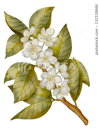 Watercolor illustration of a flowering pear branch with white blossoms and green leaves. Perfect for wedding, stationery, labels, textile, packaging, and nature-themed design Watercolor illustration of a flowering pear branch with white blossoms and green leaves. Perfect for wedding, stationery, labels, textile, packaging, and nature-themed design 132538666