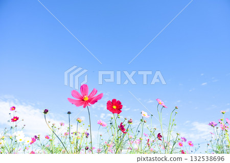 Blue sky and fall cherry tree 132538696