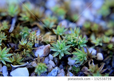 Forest moss on the ground close-up, macro, background 132538739