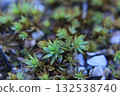 Forest moss, lichens on the ground close-up, macro, background 132538740