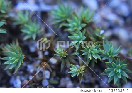 Forest green moss, lichen close-up, macro, background Forest green moss, lichen close-up, macro, background 132538741