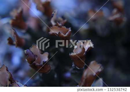 Miniature lichen mushrooms close-up, macro, background Miniature lichen mushrooms close-up, macro, background 132538742