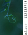 A thin, graceful blade of grass, elegantly curling inward, macro 132538743