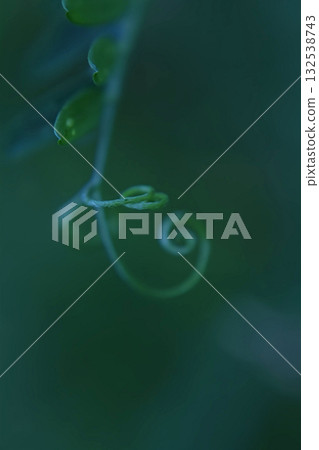 A thin, graceful blade of grass, elegantly curling inward, macro 132538743