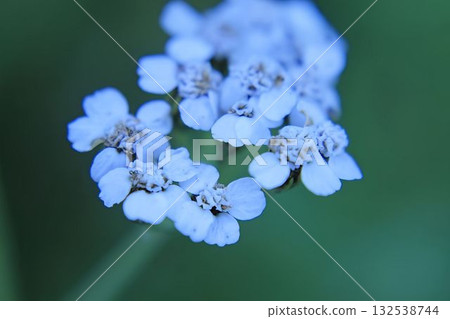 A close-up of a cluster of delicate white Achillea ptarmica flowers A close-up of a cluster of delicate white Achillea ptarmica flowers 132538744