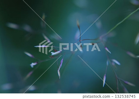 A close-up of a delicate plant stem, background 132538745