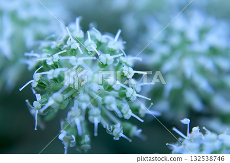 Close-up of Allium pskemense flower buds, macro Close-up of Allium pskemense flower buds, macro 132538746