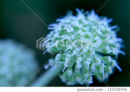Large white bud of Pskem onion (Allium pskemense), macro Large white bud of Pskem onion (Allium pskemense), macro 132538748