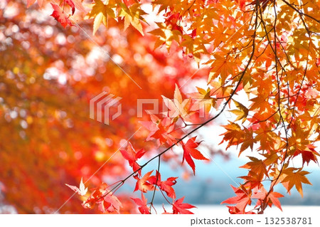 河口湖畔的秋葉(秋天圖) 河口湖畔的秋葉(秋天圖) 132538781