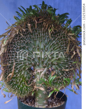 肉質植物 仙人掌 植物 132538954