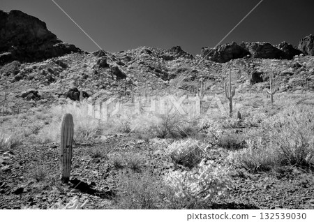 Monochrome Sonoran Desert Arizona Picacho Peak State Park Monochrome Sonoran Desert Arizona Picacho Peak State Park 132539030