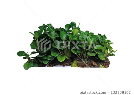 Peperomia obtusifolia, also known as the Baby Rubber Plant 132539102