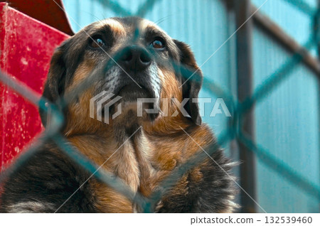 Dog at the shelter. Stray homeless dog in animal shelter cage. 132539460