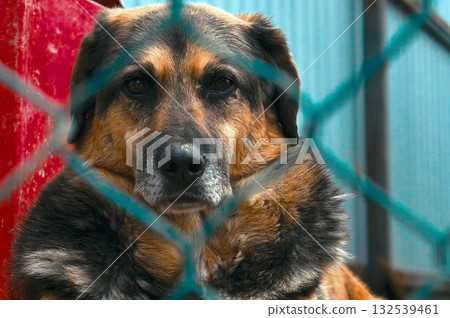 Dog at the shelter. Stray homeless dog in animal shelter cage. 132539461