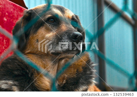 Dog at the shelter. Stray homeless dog in animal shelter cage. 132539463