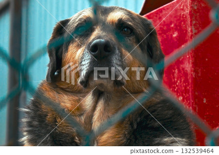 Dog at the shelter. Stray homeless dog in animal shelter cage. 132539464