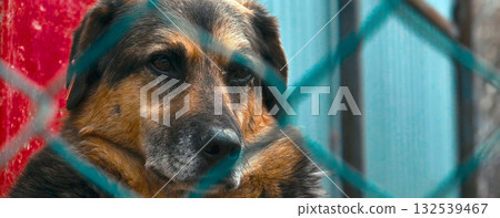 Dog at the shelter. Stray homeless dog in animal shelter cage. 132539467