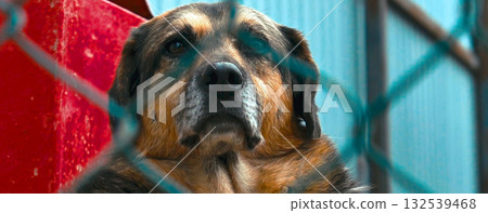 Dog at the shelter. Stray homeless dog in animal shelter cage. Dog at the shelter. Stray homeless dog in animal shelter cage. 132539468