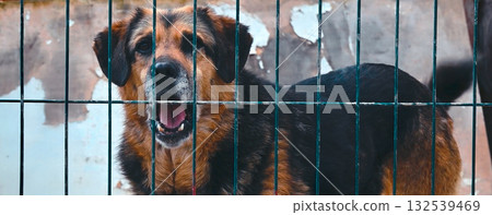 Dog at the shelter. Stray homeless dog in animal shelter cage. Dog at the shelter. Stray homeless dog in animal shelter cage. 132539469