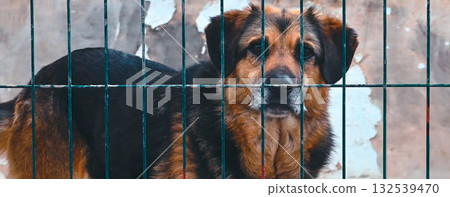 Dog at the shelter. Stray homeless dog in animal shelter cage. Dog at the shelter. Stray homeless dog in animal shelter cage. 132539470