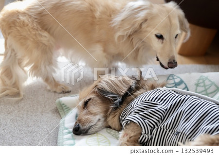 Keeping multiple senior miniature dachshunds 132539493