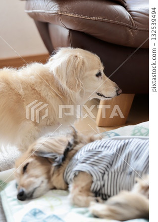 飼養多隻高齡迷你臘腸犬 132539494