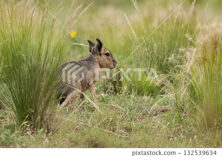 Patagonian Cavi.Peninsula de Valdes Patagonian Cavi.Peninsula de Valdes 132539634