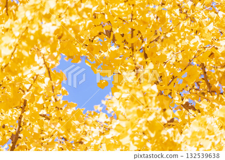 埼玉縣秋瀨公園的銀杏景色 132539638
