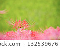 Beautiful cluster amaryllis flowers that stand out against the greenery 132539676