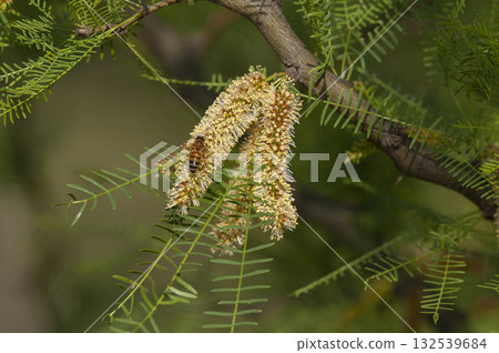 Bee on calden tree seeds in spring, La Pampa Province, Patagonia, Argentina. Bee on calden tree seeds in spring, La Pampa Province, Patagonia, Argentina. 132539684