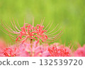 Beautiful cluster amaryllis flowers that stand out against the greenery 132539720