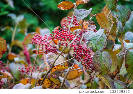 紅色水果莢with 紅色水果莢with 132539835